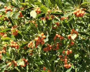 Pittosporum undulatum - Australian Laurel