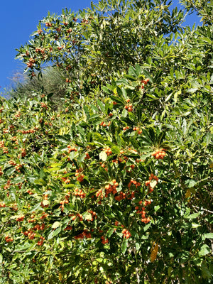 Pittosporum undulatum - Australian Laurel