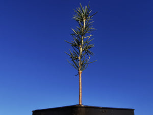 Cedrus atlantica - Atlas Cedar (blue foliage plants)