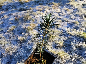 Cedrus atlantica - Atlas Cedar (bluish green foliage plants)