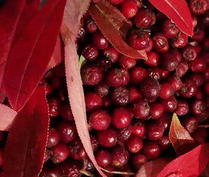 Aronia arbutifolia (Pyrus arbutifolius) - Red Chokeberry