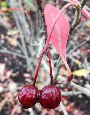 Aronia arbutifolia (Pyrus arbutifolius) - Red Chokeberry