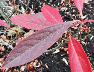 Aronia arbutifolia (Pyrus arbutifolius) - Red Chokeberry