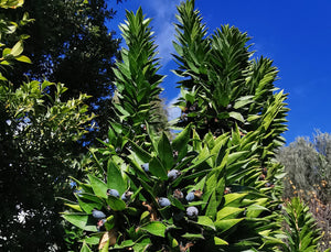 Myrtus communis 'Baetica' - Twisted Myrtle, Desert Myrtle