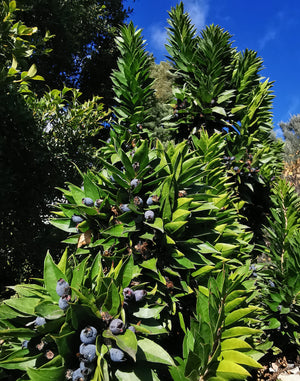 Myrtus communis 'Baetica' - Twisted Myrtle, Desert Myrtle