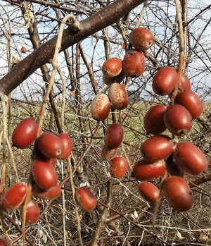 Elaeagnus angustifolia - Russian Olive, Persian Olive