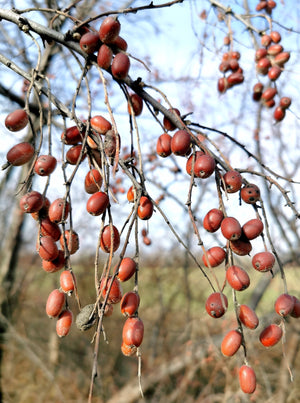 Elaeagnus angustifolia - Russian Olive, Persian Olive