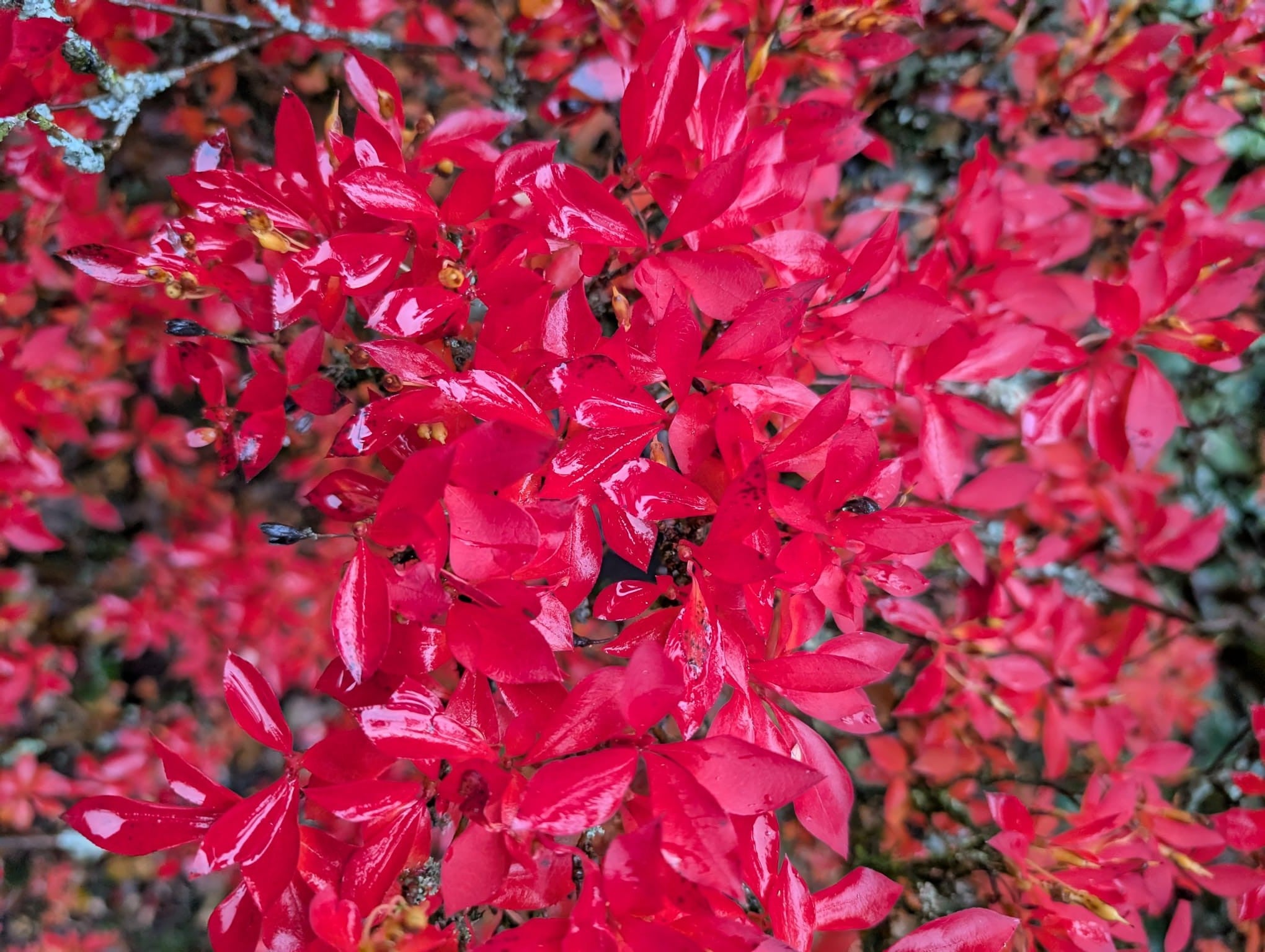 Enkianthus cernuus, Andromeda cernua - Nodding enkianthus