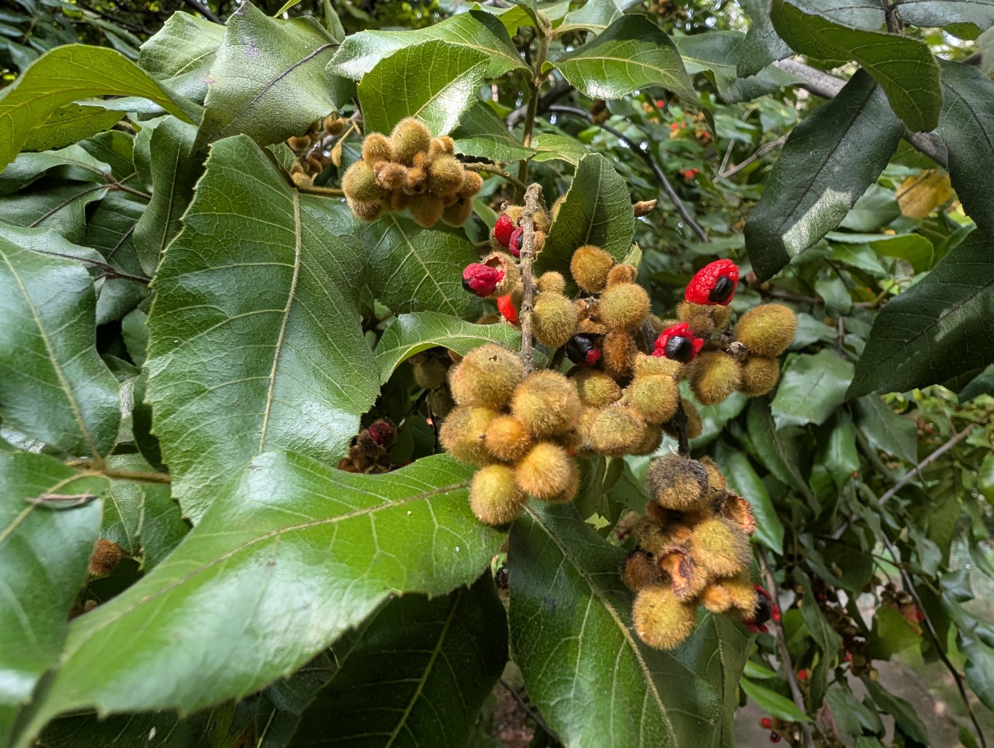 Alectyron tomentosus - Hairy bird's eye, Red jacket, Woolly rambutan