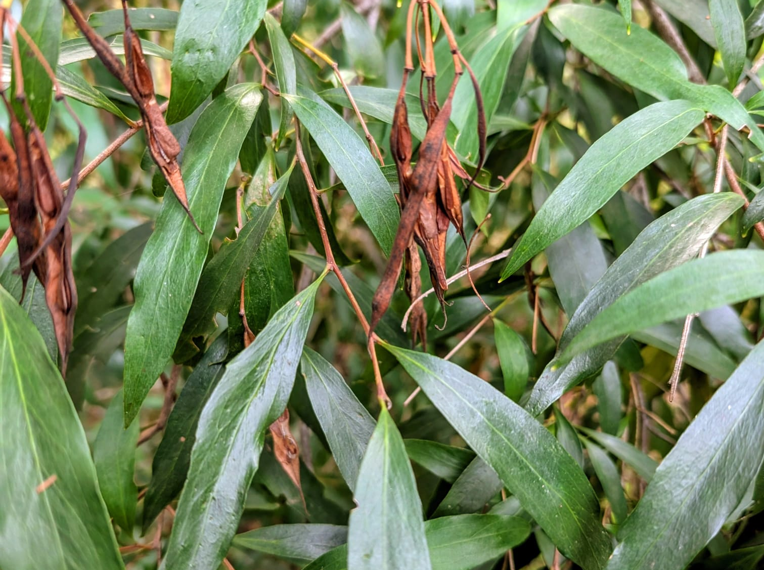 Stenocarpus salignus - Scrub Beefwood, Silky Oak