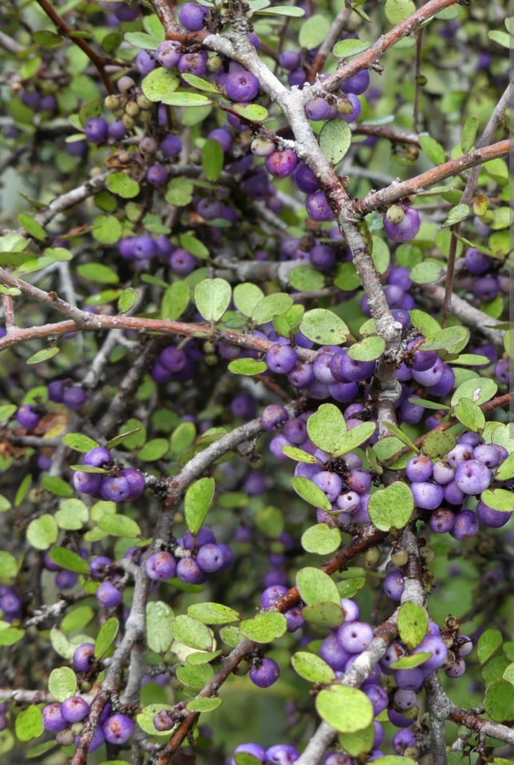Myrsine divaricata - Weeping Mapou, Matipu