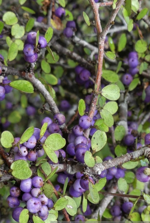 Myrsine divaricata - Weeping Mapou, Matipu - Jurassicplants Nurseries
