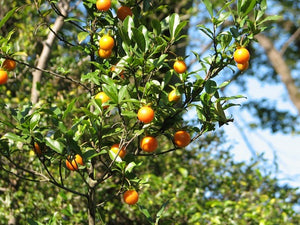 Diospyros cathayensis -  Evergreen Sechuan Persimmon