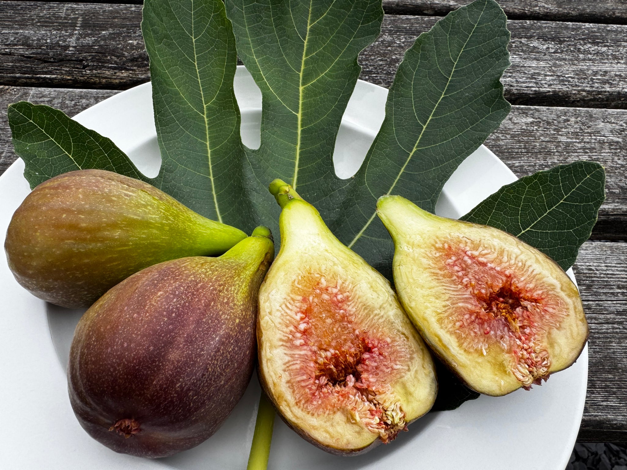 Ficus carica 'Finger giant' - Finger giant Fig