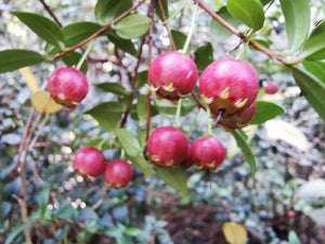 Edible Evergreen Myrtle Collection