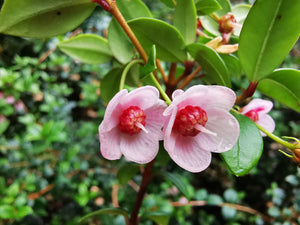 Ugni molinae - Chilean Guava (seedling plant)