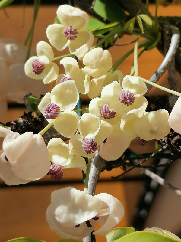 Akebia quinata Cream-flowered - Cream-flowered Chocolate Vine (15cm ta ...