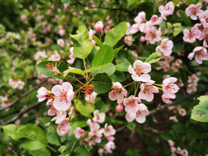 Malus coronaria - Sweet Crab, American Crab, Garland Tree