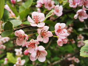 Malus coronaria - Sweet Crab, American Crab, Garland Tree