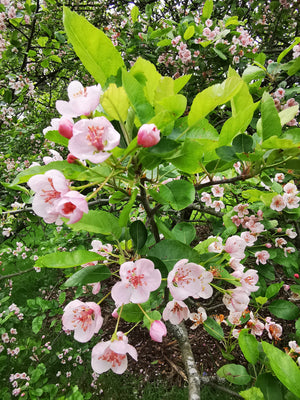 Malus coronaria - Sweet Crab, American Crab, Garland Tree