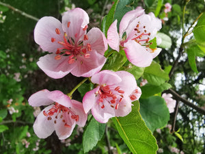 Malus coronaria - Sweet Crab, American Crab, Garland Tree