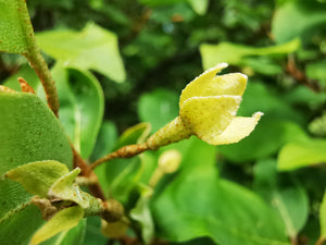 Elaeagnus multiflora - Cherry Silverberry