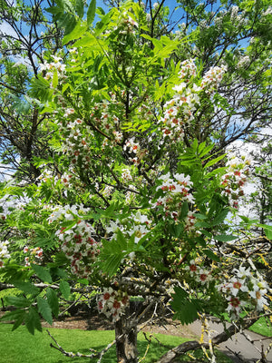 Xanthoceras sorbifolium - Yellowhorn