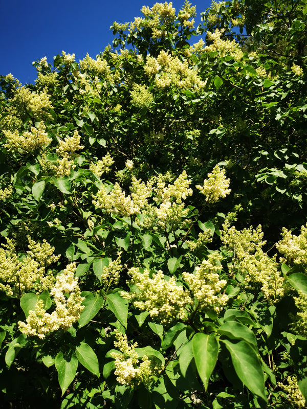 Syringa reticulata - Korean Lilac - Jurassicplants Nurseries