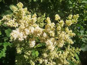 Cluster of white flowers with green leaves in the background