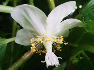 Actinida chinensis - Smooth Yellow Kiwi