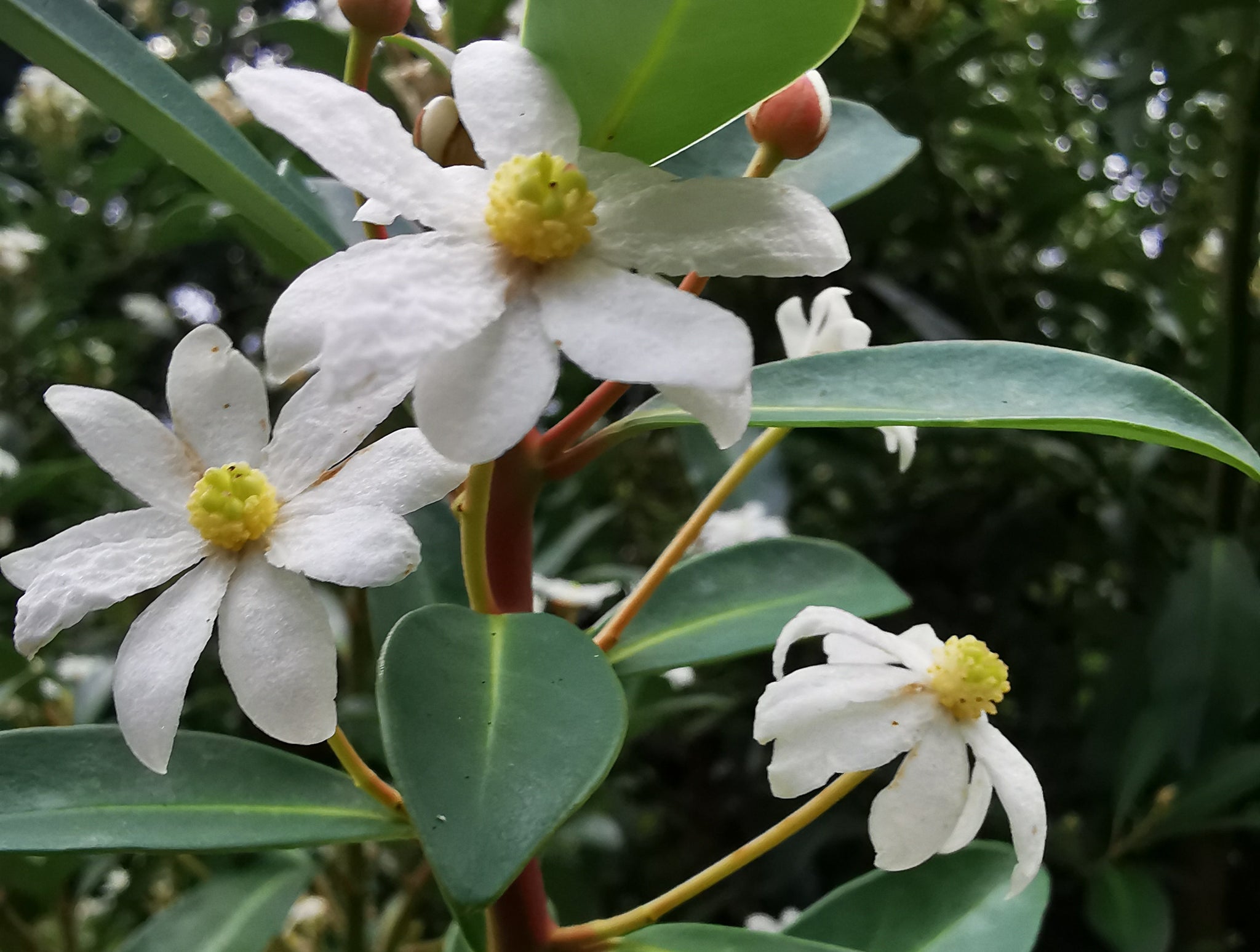 Drimys winteri - Winter's Bark