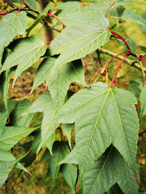 Acer pectinatum - Wongka Maple