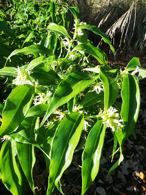 Sarcococca wallichii - Arrow-leaved Sweetbox, Large-leaved Christmas Box