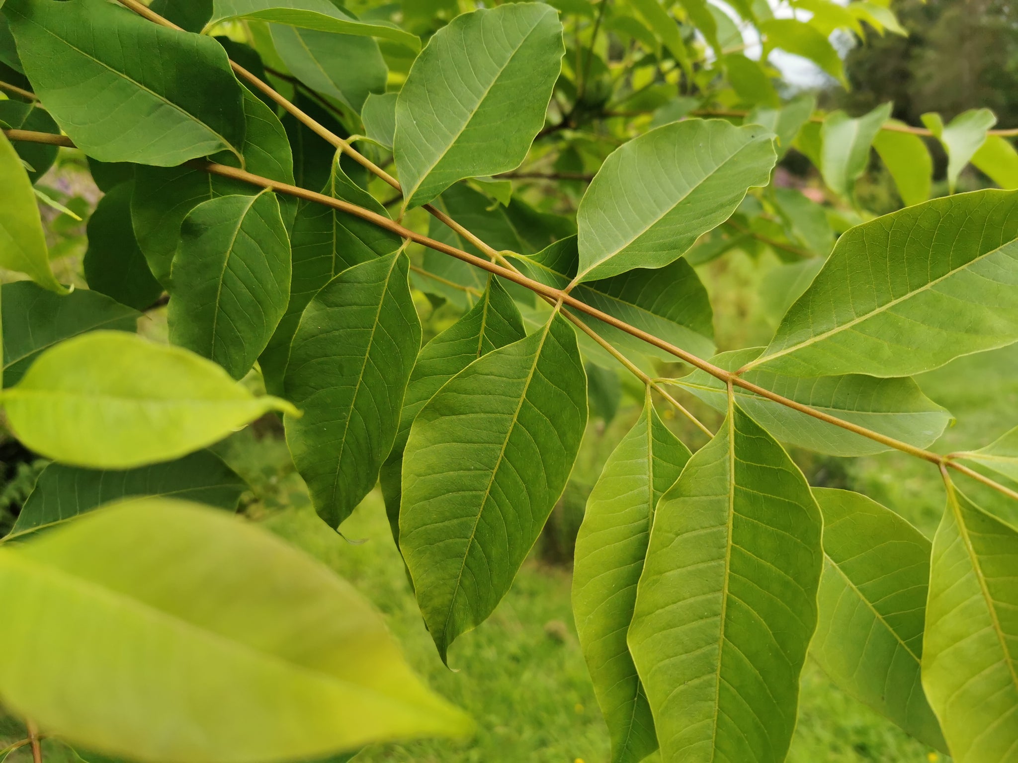 Toona sinensis - Onion Tree, Chinese Cedar, Chinese Mahogany ...