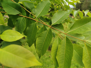 Toona sinensis - Onion Tree, Chinese Cedar, Chinese Mahogany