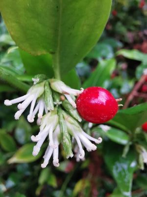 *FREE GIFT* Sarcococca ruscifolia – Fragrant Red Christmas Box