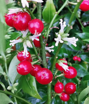 *FREE GIFT* Sarcococca ruscifolia – Fragrant Red Christmas Box