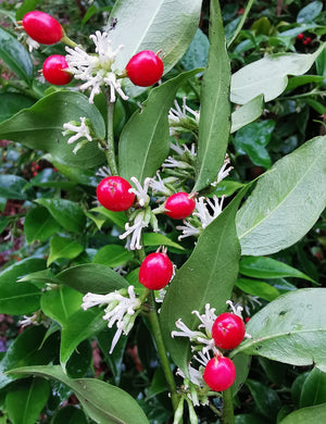 *FREE GIFT* Sarcococca ruscifolia – Fragrant Red Christmas Box