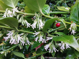 *FREE GIFT* Sarcococca ruscifolia – Fragrant Red Christmas Box