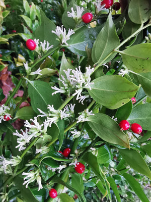 *FREE GIFT* Sarcococca ruscifolia – Fragrant Red Christmas Box