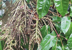 Schefflera delavayi - Hardy Umbrella Tree