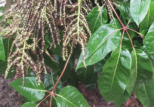 Schefflera delavayi - Hardy Umbrella Tree
