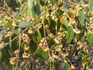 Sycopsis sinensis - Chinese Fighazel