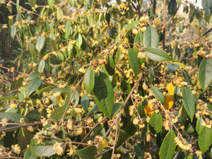 Sycopsis sinensis - Chinese Fighazel