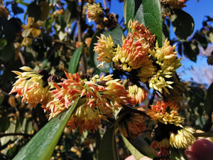 Sycopsis sinensis - Chinese Fighazel