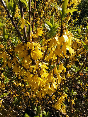 Forsythia viridissima - Golden Bells