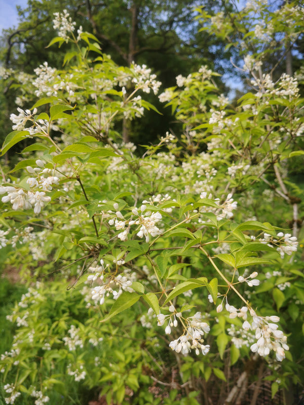 Staphylea Collection - Jurassicplants Nurseries