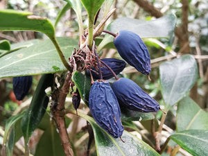 Osmanthus heterophyllus