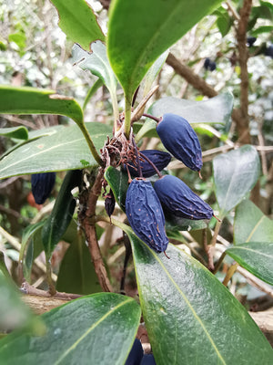 Osmanthus heterophyllus - Holly Olive, Sweet Olive