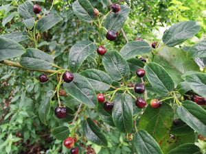 Aristotelia chilensis - Chilean Wineberry